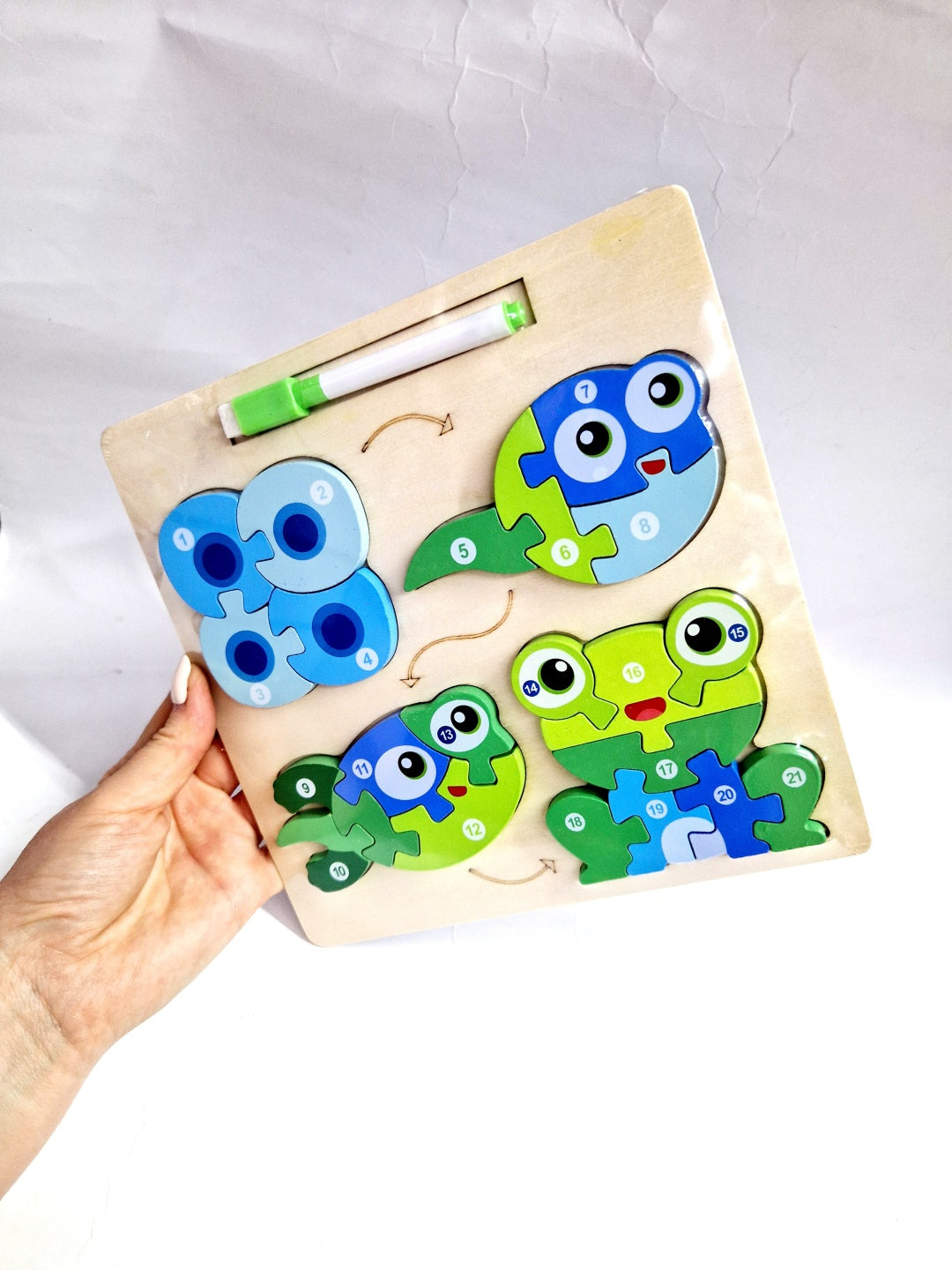 Drewniana układanka ewolucja żabki puzzle 3w1 + marker suchościeralny